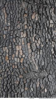 wood tree bark 0010